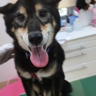 穏やかな性格のイケメン黒柴くん