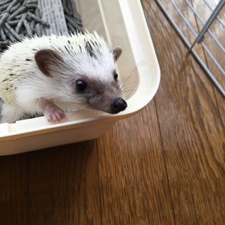 里親が決まりました。