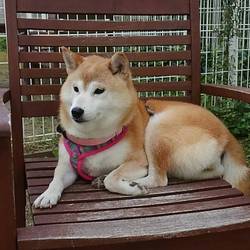 ドッグランでまさかの(；゜∀゜)