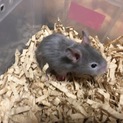 長毛 シルバーセーブルハムスター 1.5ヵ月