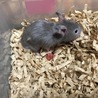 長毛 シルバーセーブルハムスター 1.5ヵ月 サムネイル2