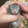 長毛 シルバーセーブルハムスター 1.5ヵ月 サムネイル3