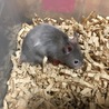長毛 シルバーセーブルハムスター 1.5ヵ月 サムネイル4