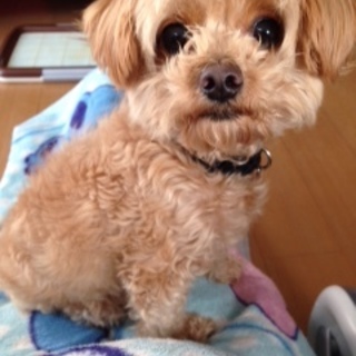 チワワ×トイプードルのMixです