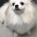MIX犬  ポメラニアンーペキニーズ