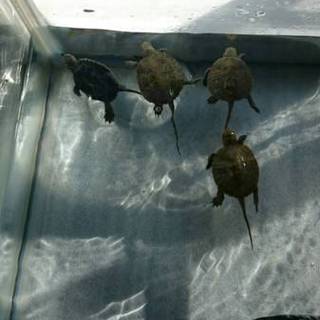 小亀4匹の里親募集！