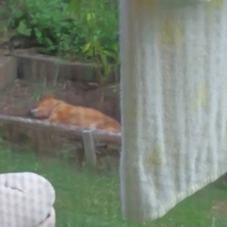 畑でｚｚｚ・・・。。。