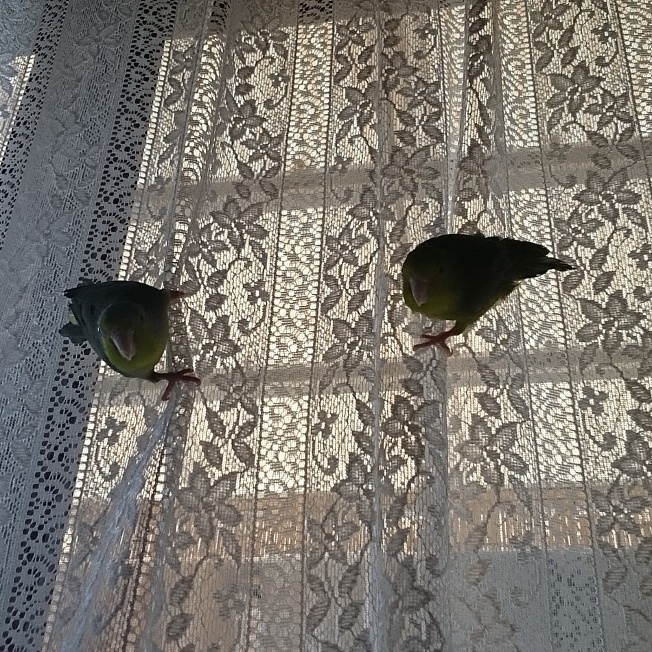 わかばのカバー写真