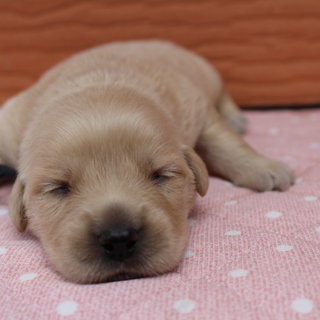 里親様が決まりました。