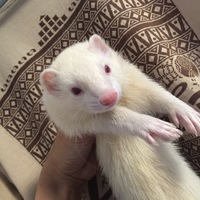 ラテ