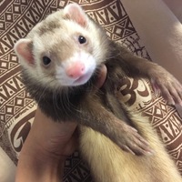 るる