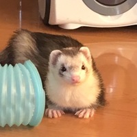 蘭丸