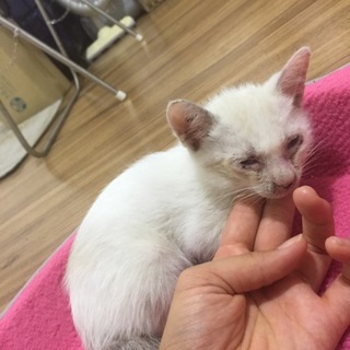 子猫を保護しました。里親募集中です。9/18まで