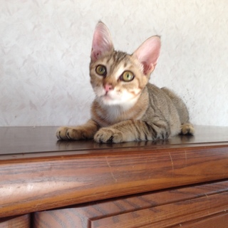 キジトラ子猫ちゃんの里親募集