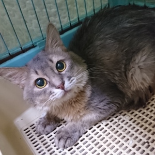 ソマリ★チョロ松★男の子5歳