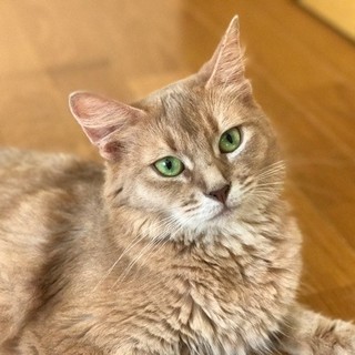 ソマリの女の子・人間が大好きです