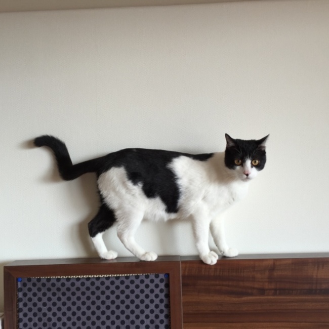 星パパのカバー写真