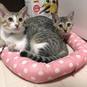 おっとりな超美猫。5ヶ月 サムネイル6