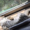 おっとりな超美猫。5ヶ月 サムネイル7