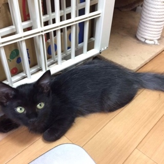 黒とグレーがお洒落(長毛)お姉ちゃん気質猫