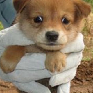 決定！・小さなおとなしい茶MIX雌♪