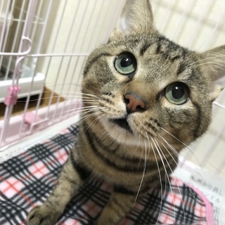 とっても可愛いキジトラの男の子♪