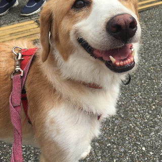 人間大好き、ちよっと怖がりな女の子、木綿です