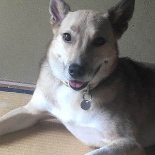 おてんば娘の「雪(せつ)」です。