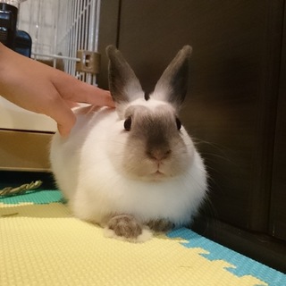 なでられ好きなネザーランドドワーフ、生後6か月