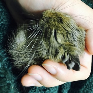 優しい里親様募集しております