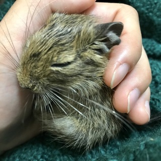 優しい里親様募集しております