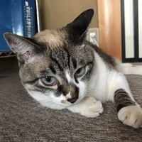 ココ