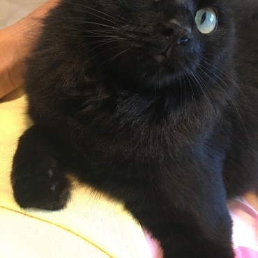 イエローアイ★