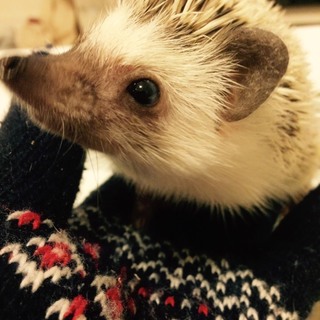 ハリネズミ♀の里親募集します