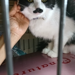 獣医大学で猫の譲渡会を行います❤️