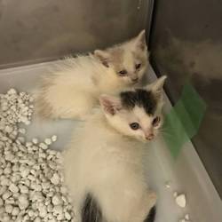 9月12日保護の子猫