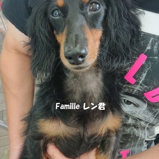 ミニチュアダックスのレン君里親募集中！