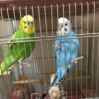 セキセイインコ仲良しペア」福岡県 - 鳥の里親募集(177281