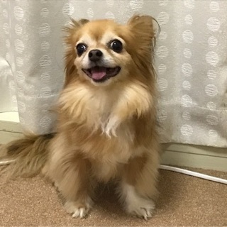 「なごみ」怖がりなのでゆっくり慣らしが必要です