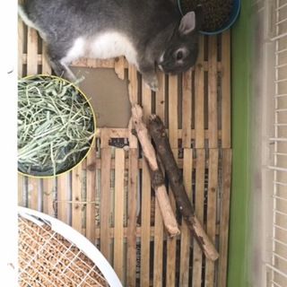 可愛いウサギちゃん