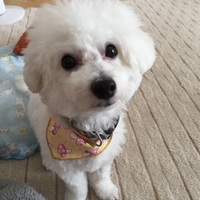 風松(かざまつ)