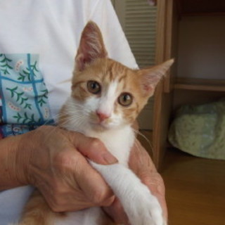 ４ヶ月位の茶白柄の男の子、人懐こくてとても元気です