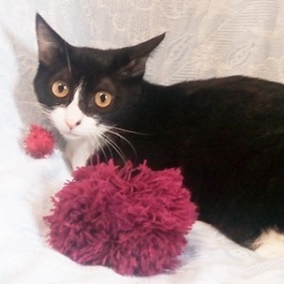 9/17池袋★花神ちゃん★尻尾を？にして遊ぶの