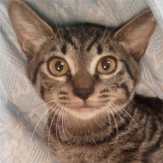 9/17池袋★ 牡丹くん★綺麗なキジ模様