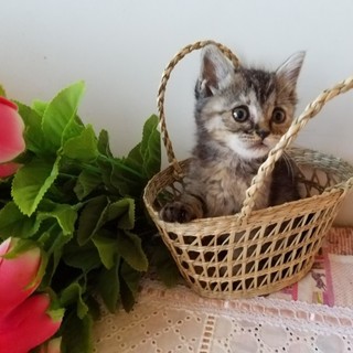 マンチカン風短足黒足袋の女の子