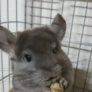 募集一時停止します