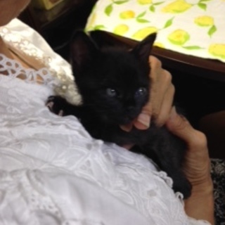 小さいながらも一人前で，飼いやすく可愛い子です