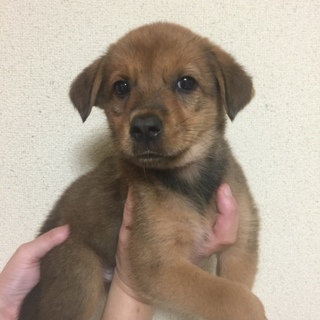 決定！・小さなおとなしい茶MIX雄☆