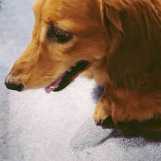 ダックスフンドの男の子