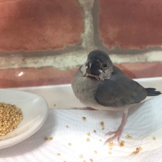 桜文鳥 ヒナ 雛 甘えん坊